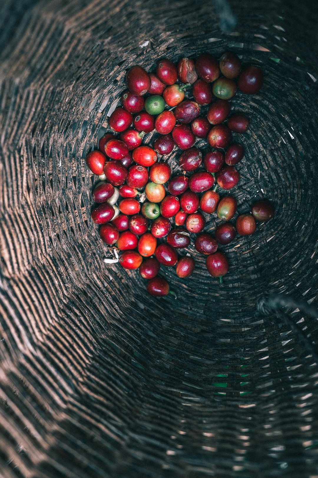 Freshly picked coffee beans in Colombia