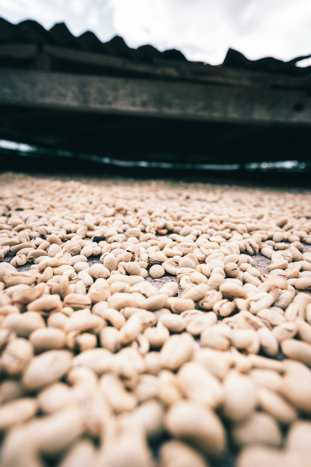 Coffee being dried in Colombia
