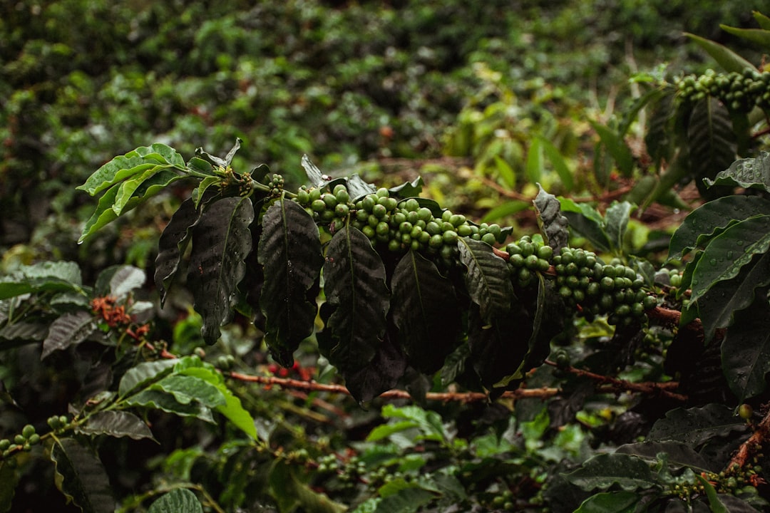 a-bunch-of-coffee-beans-hanging-from-a-tree-p7xchikjrja